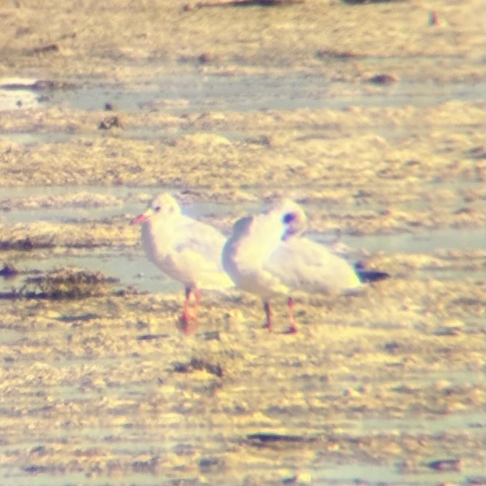 Antxeta mokogorria - ML646225782