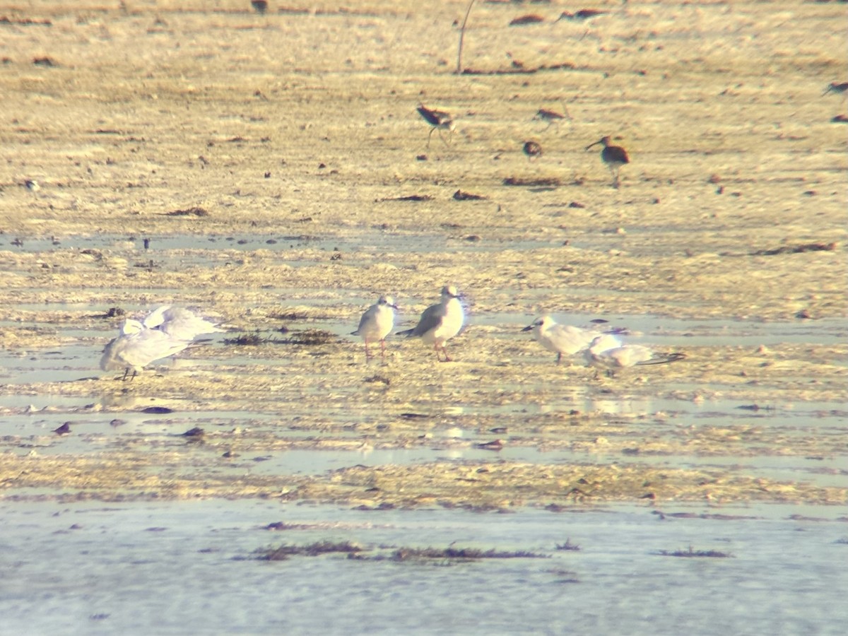 Antxeta mokogorria - ML646225783