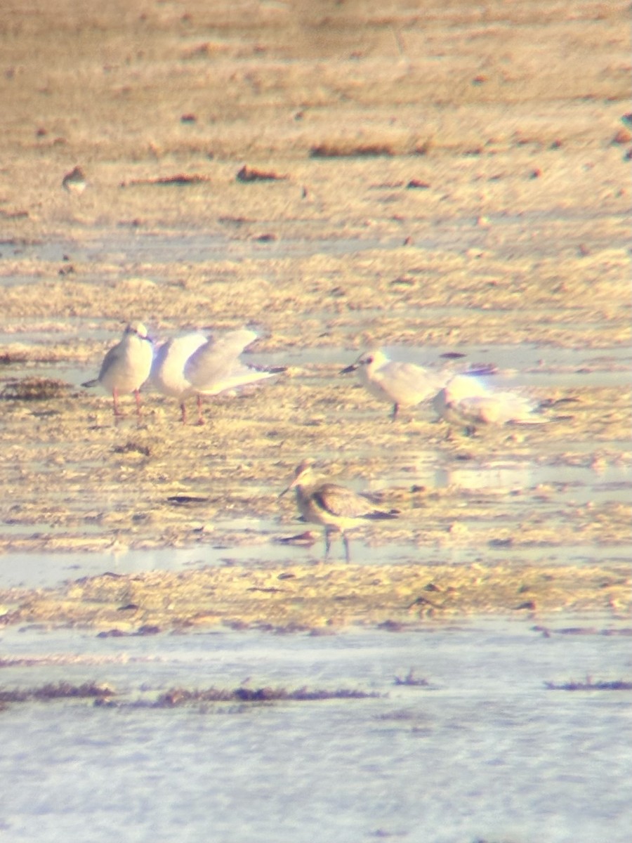 Antxeta mokogorria - ML646225784