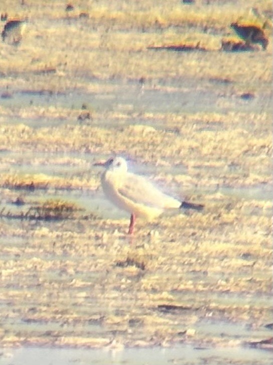 Antxeta mokogorria - ML646225785