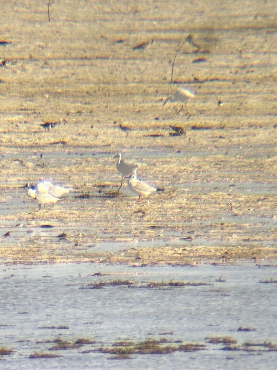 Antxeta mokogorria - ML646225786