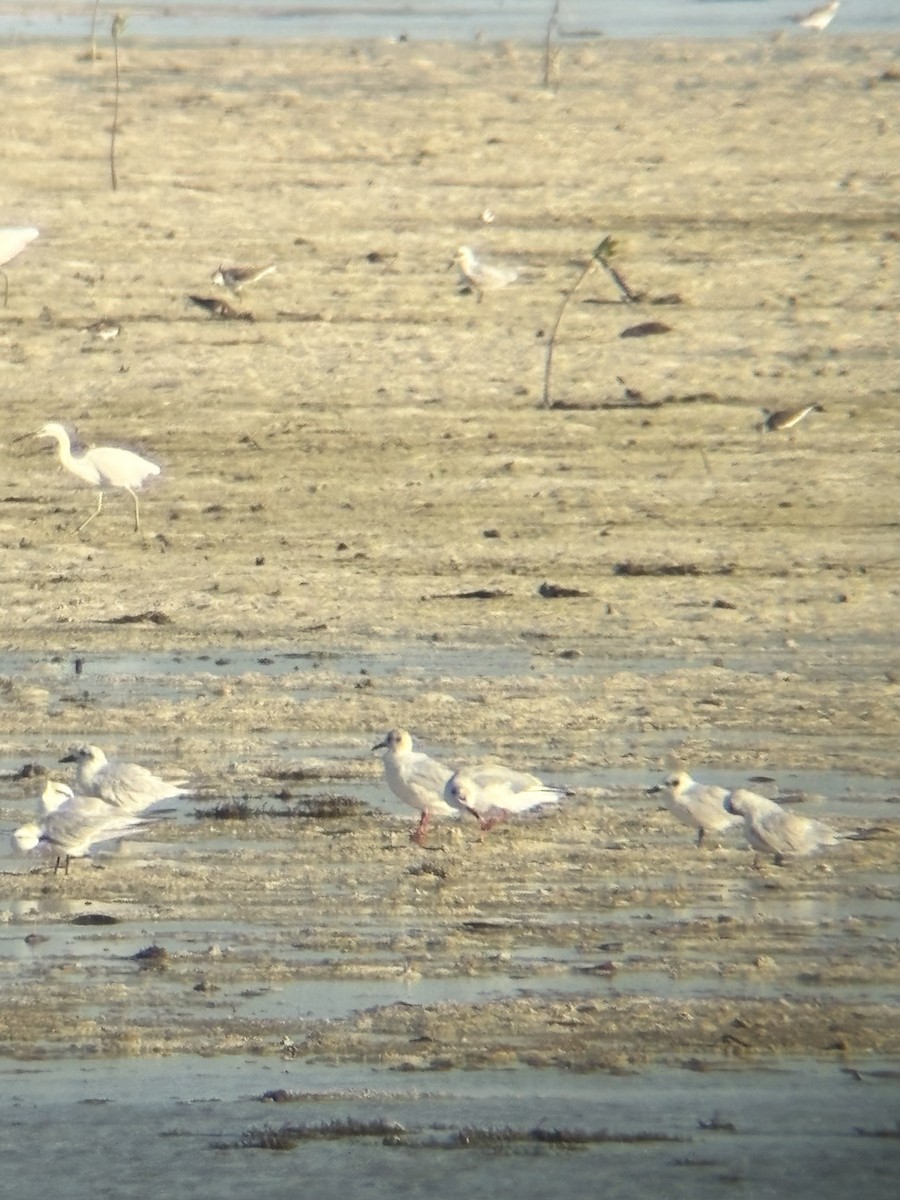 Antxeta mokogorria - ML646225787