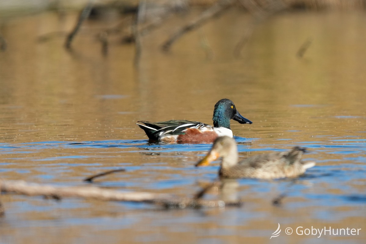 Ahate mokozabal zuria - ML646225788