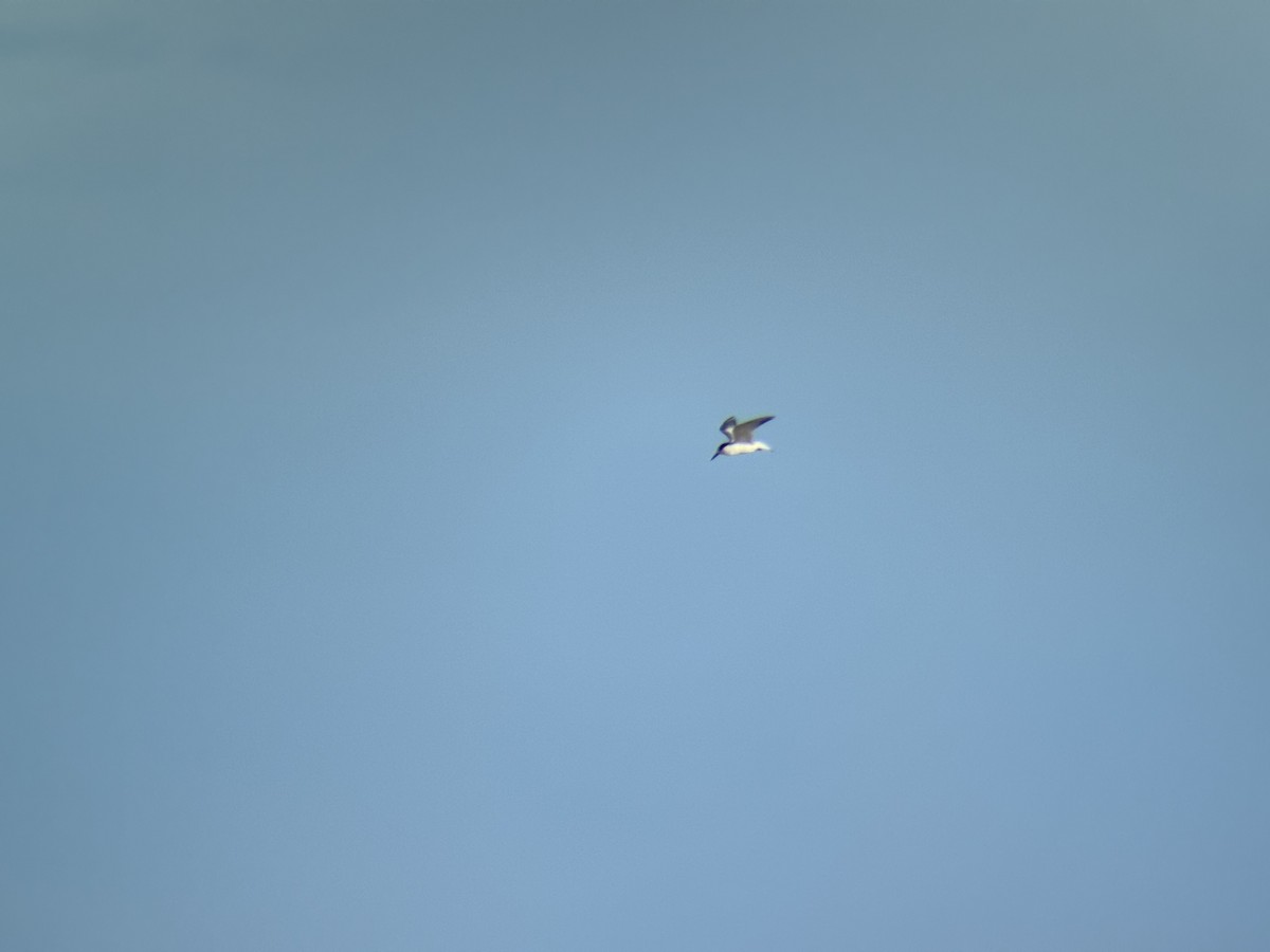 Txenadatxo arrunta - ML646225790