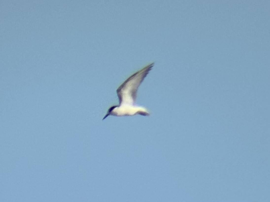 Txenadatxo arrunta - ML646225791