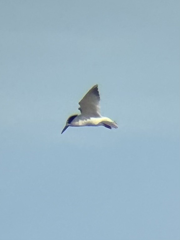 Txenadatxo arrunta - ML646225792