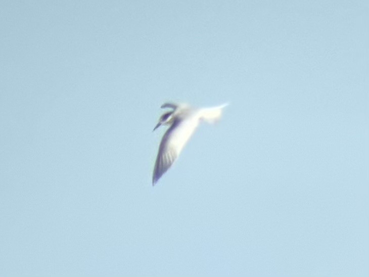 Txenadatxo arrunta - ML646225793