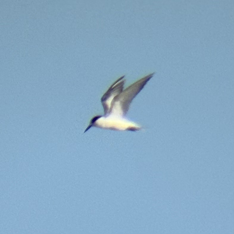 Txenadatxo arrunta - ML646225794