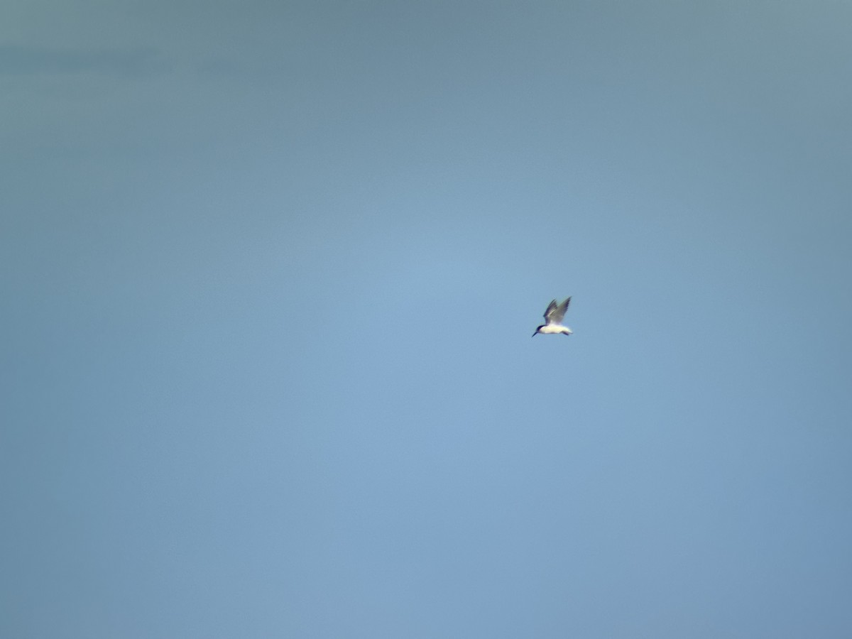 Txenadatxo arrunta - ML646225795