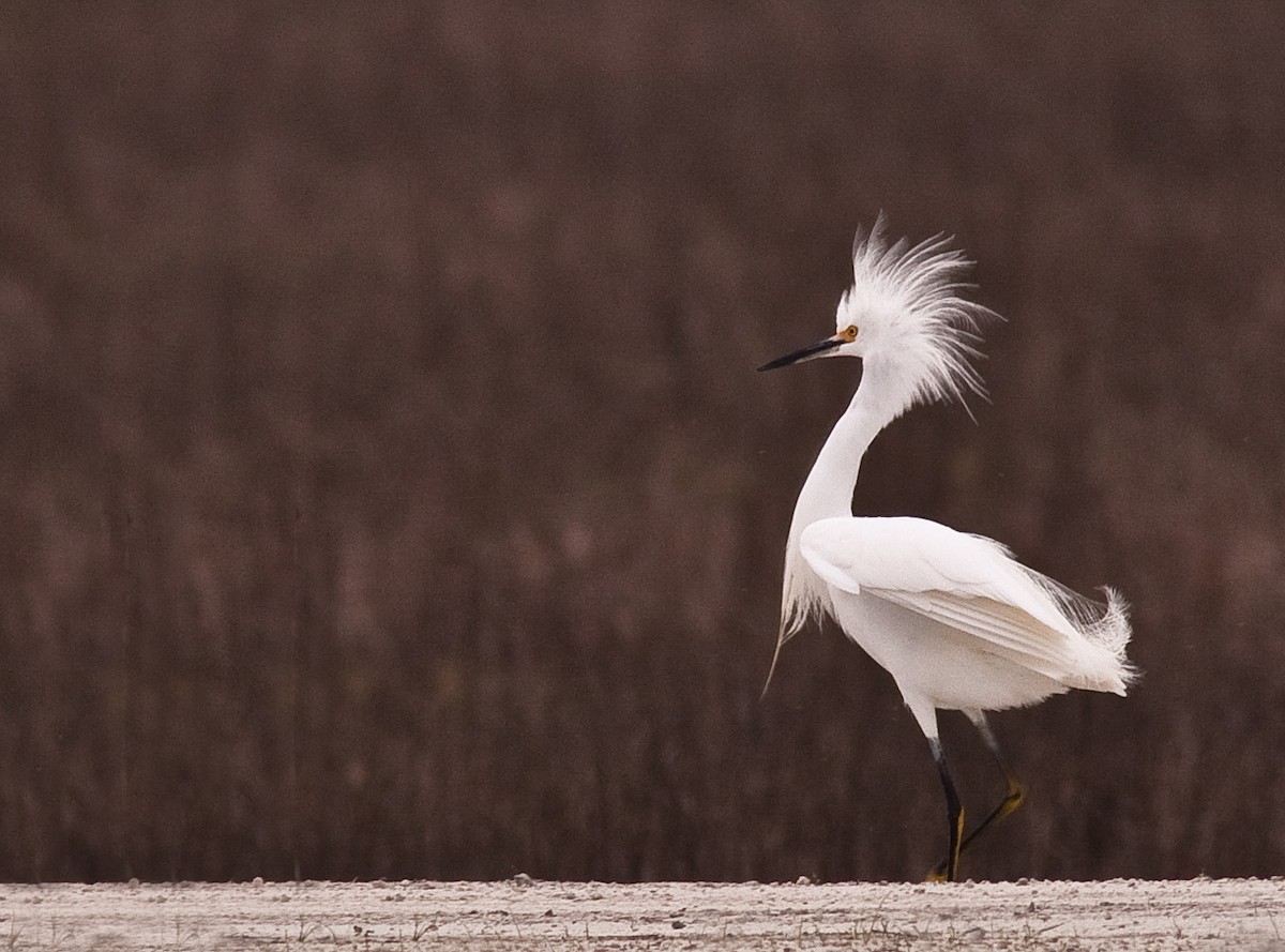 Snowy Egret - ML646225796