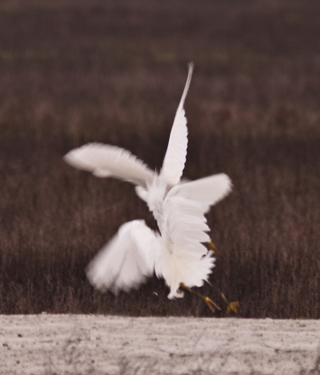 Snowy Egret - ML646225797