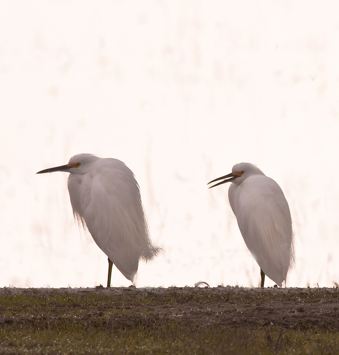 Snowy Egret - ML646225798