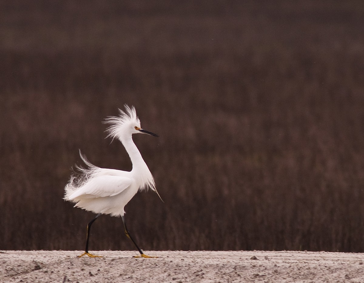 Snowy Egret - ML646225799