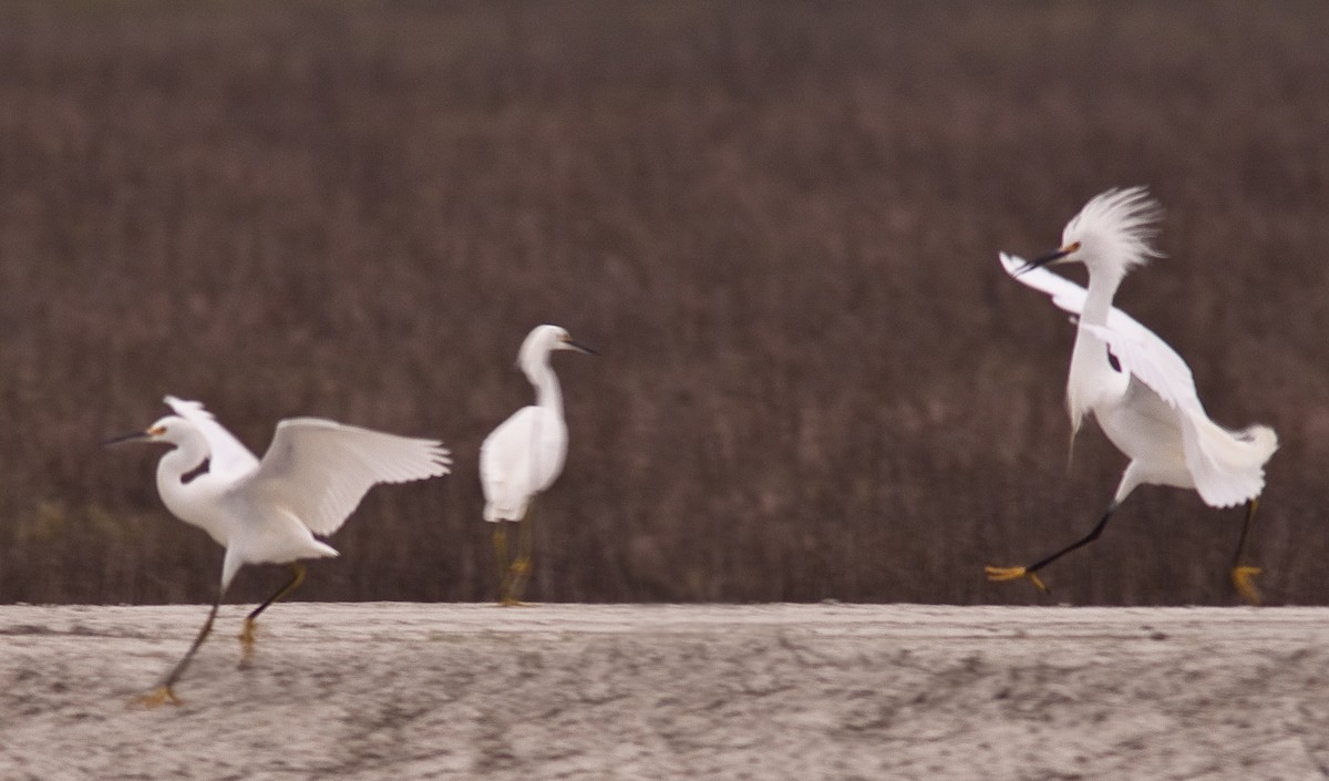 Snowy Egret - ML646225800