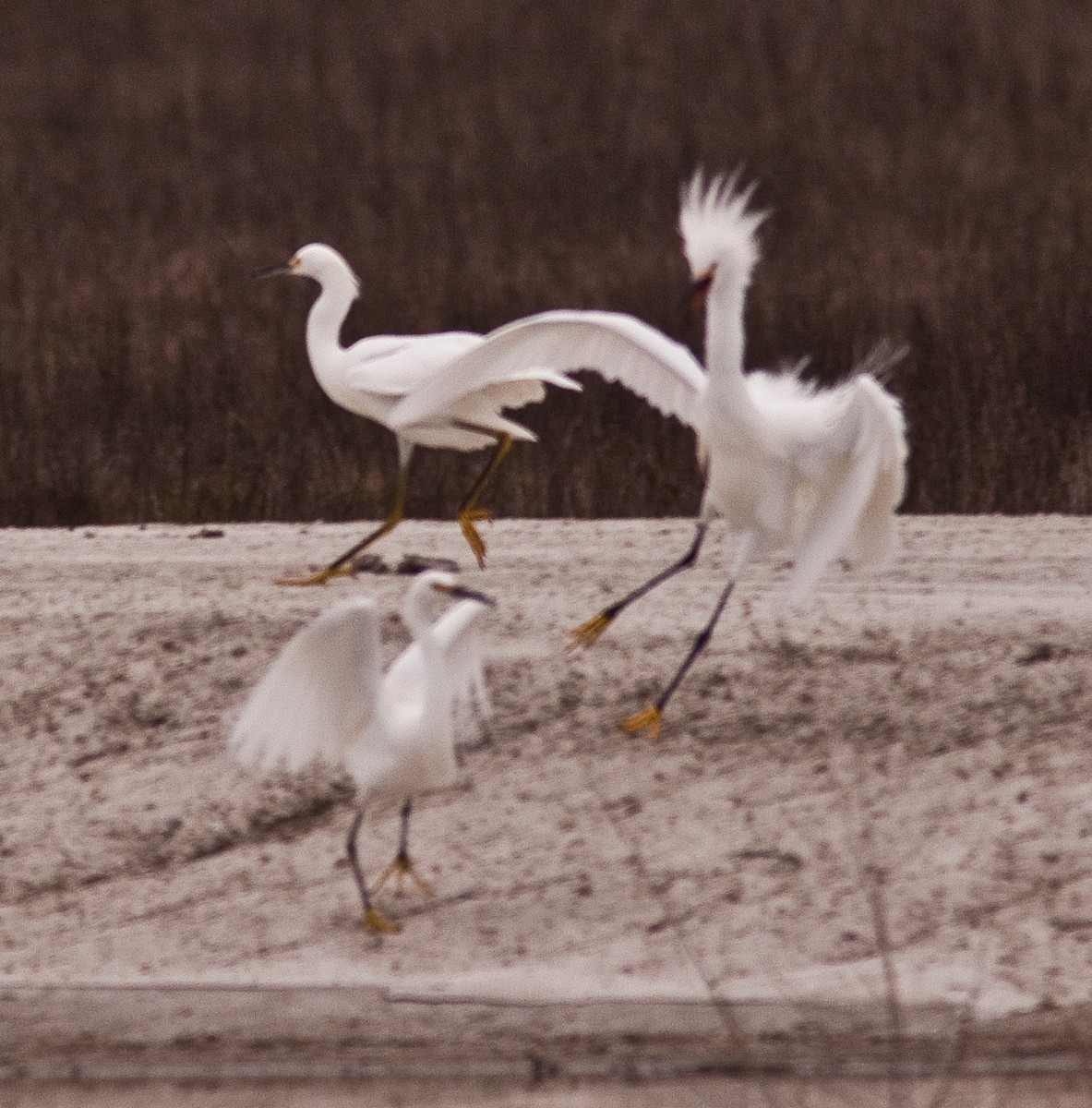 Snowy Egret - ML646225801