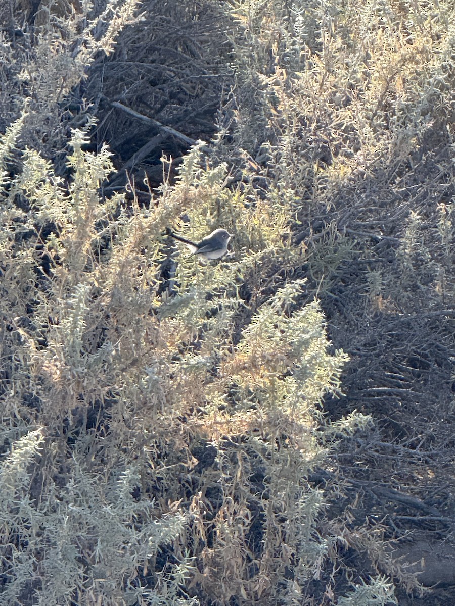 Blue-gray Gnatcatcher - ML646225802