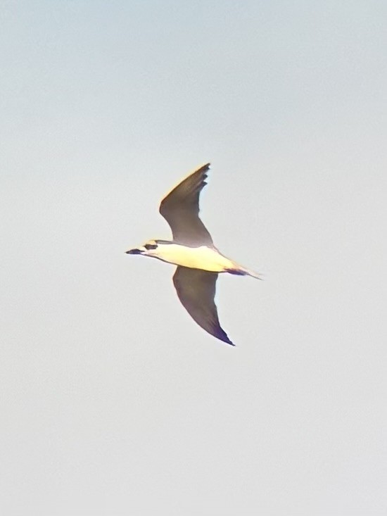 Txenada mokobeltza - ML646225804