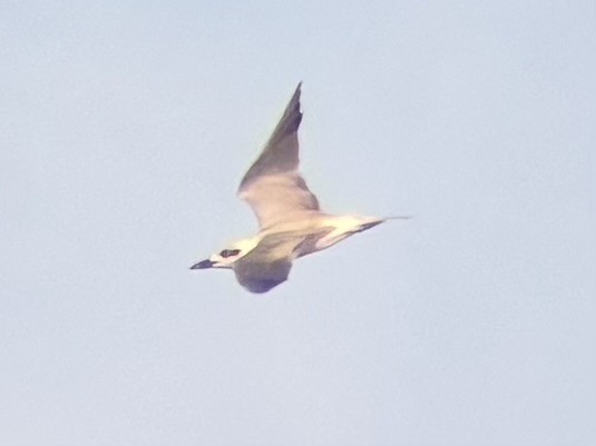 Txenada mokobeltza - ML646225805