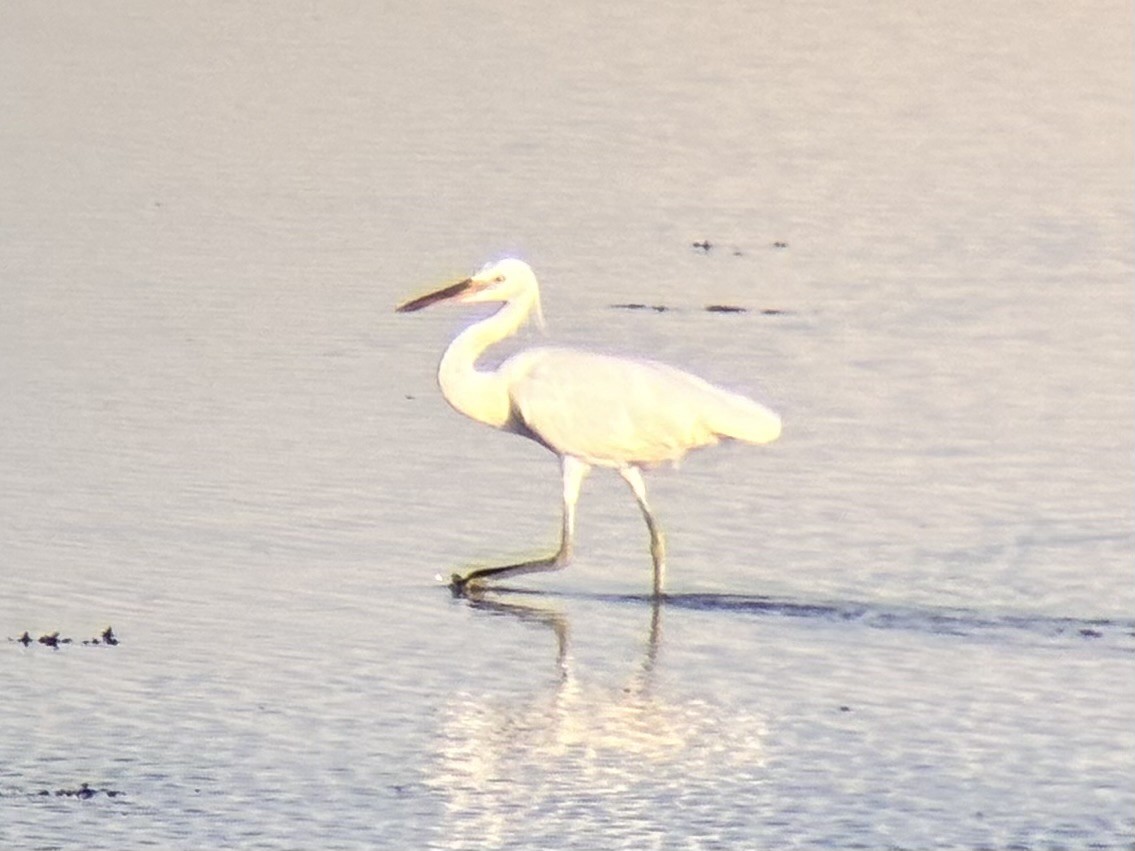 Chinese Egret - ML646225806