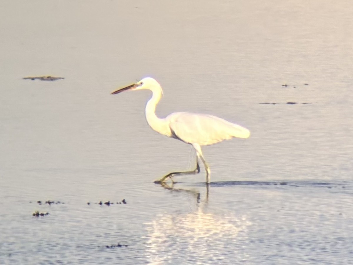 Chinese Egret - ML646225807