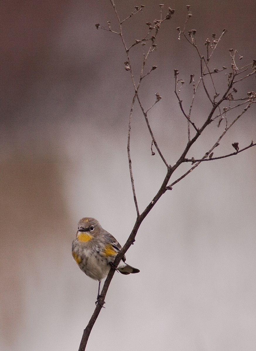 סבכון הכתר - ML646225808