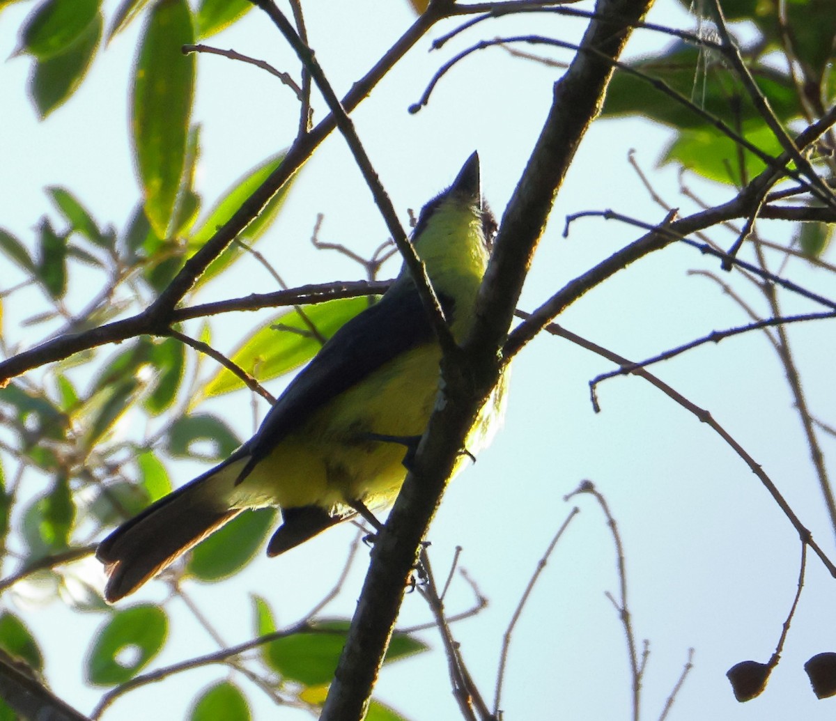 Three-striped Flycatcher - ML646225809