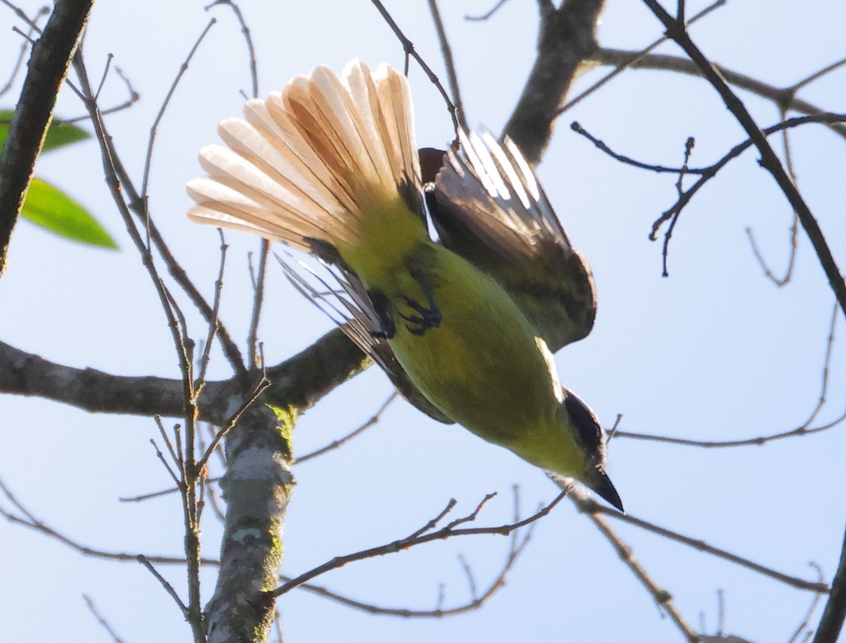 Three-striped Flycatcher - ML646225810