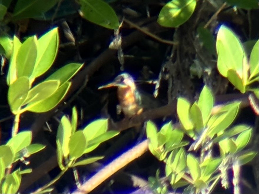 שלדג גמדי - ML646225811