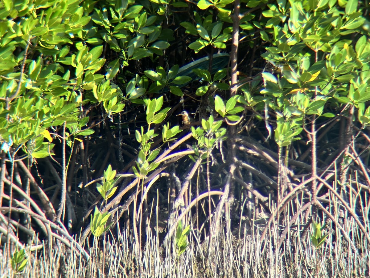 שלדג גמדי - ML646225812