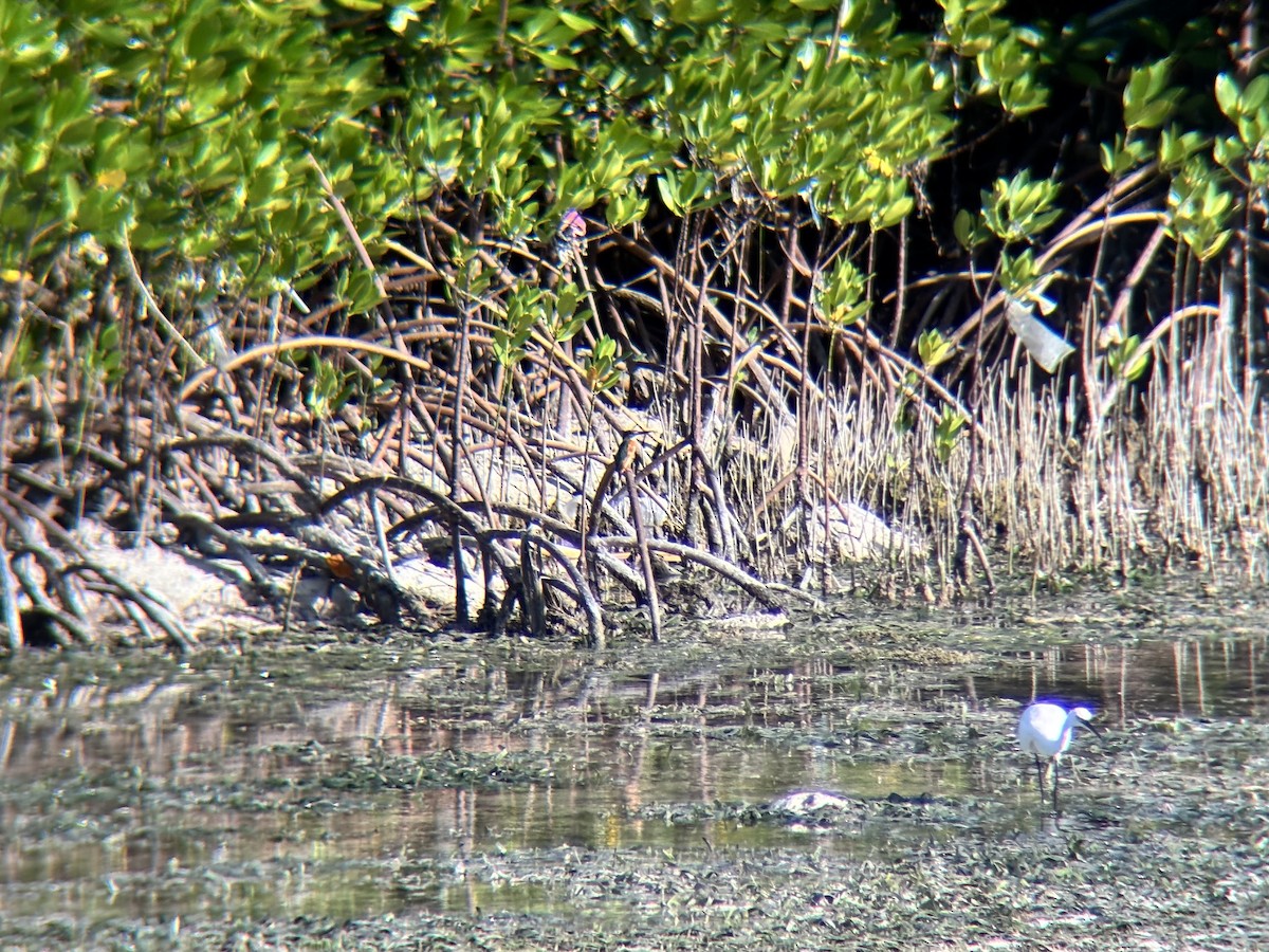 שלדג גמדי - ML646225813