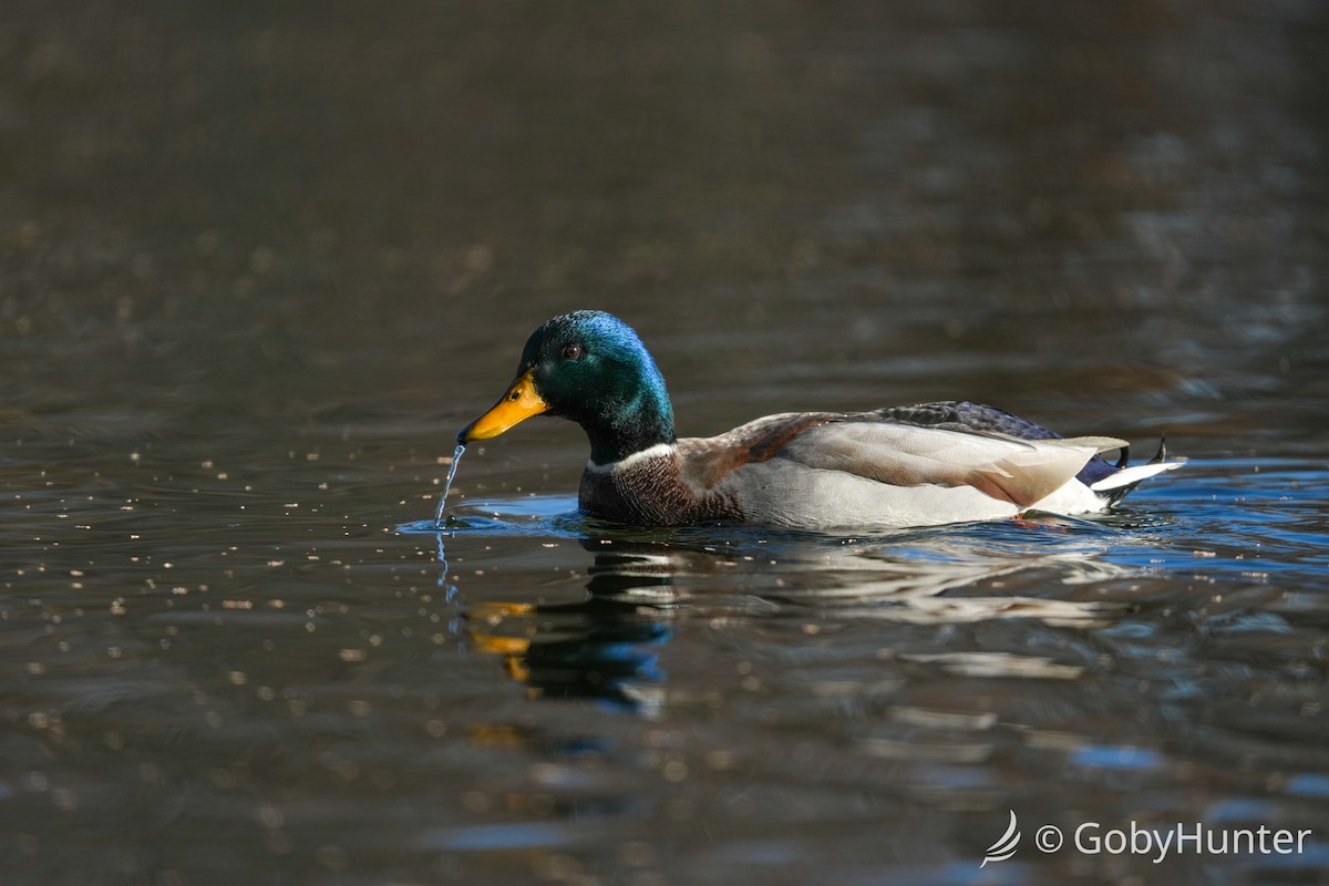 ברכיה - ML646225814