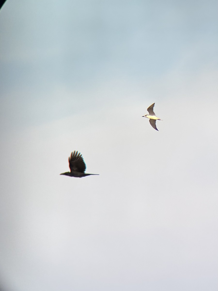 Philippine Jungle Crow - ML646225815