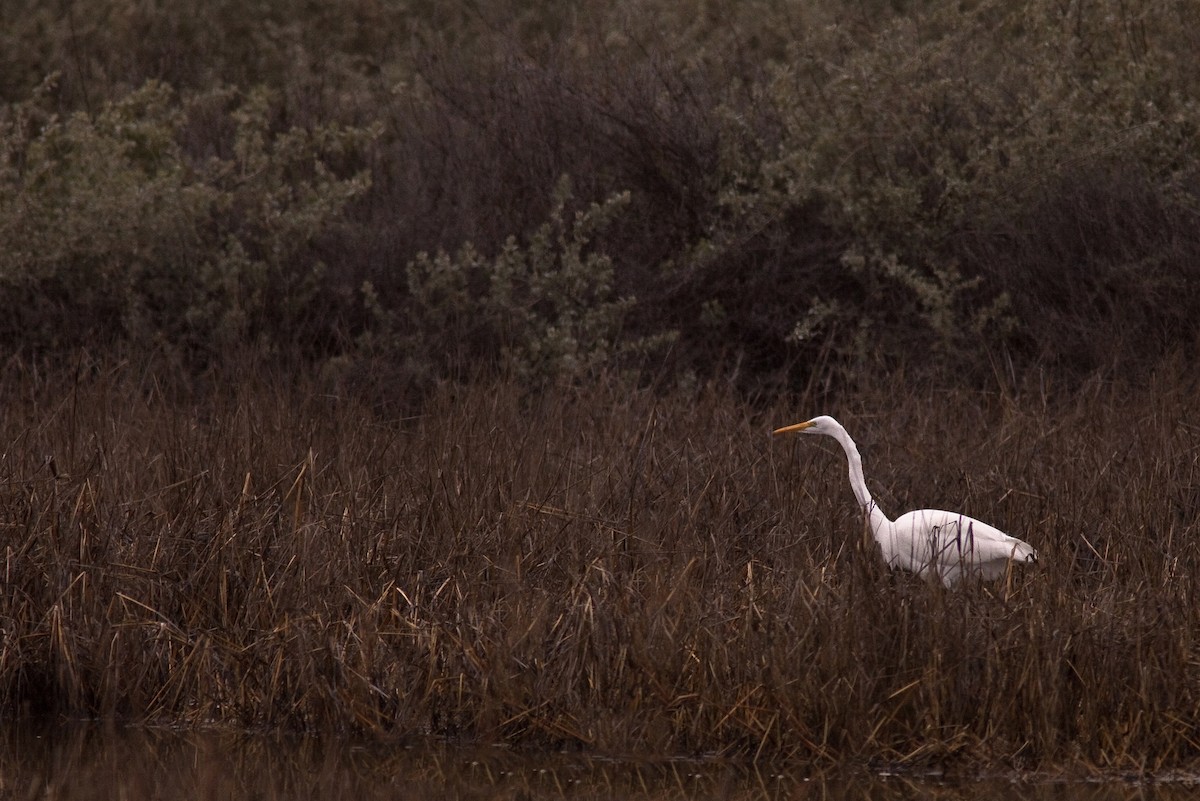 לבנית גדולה - ML646225816