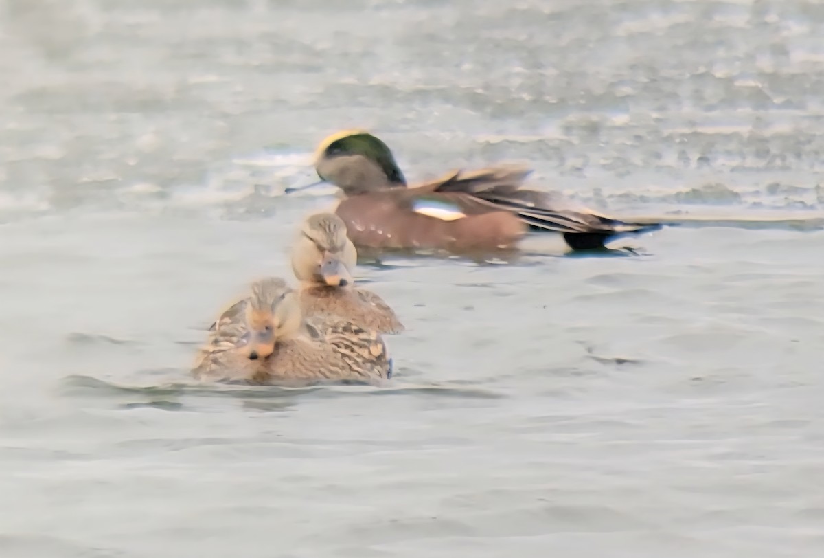 ברווז אמריקני - ML646225819