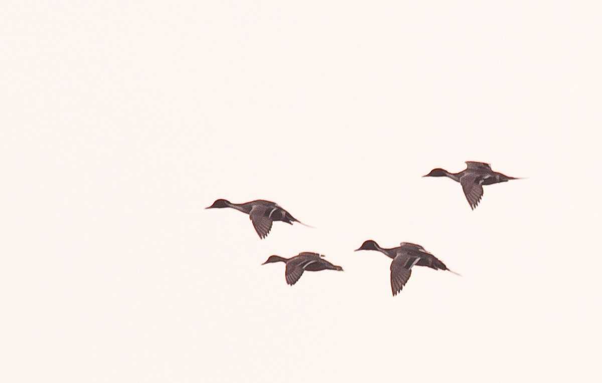 ברווז חד-זנב - ML646225820