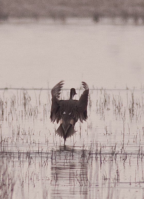 ברווז חד-זנב - ML646225821