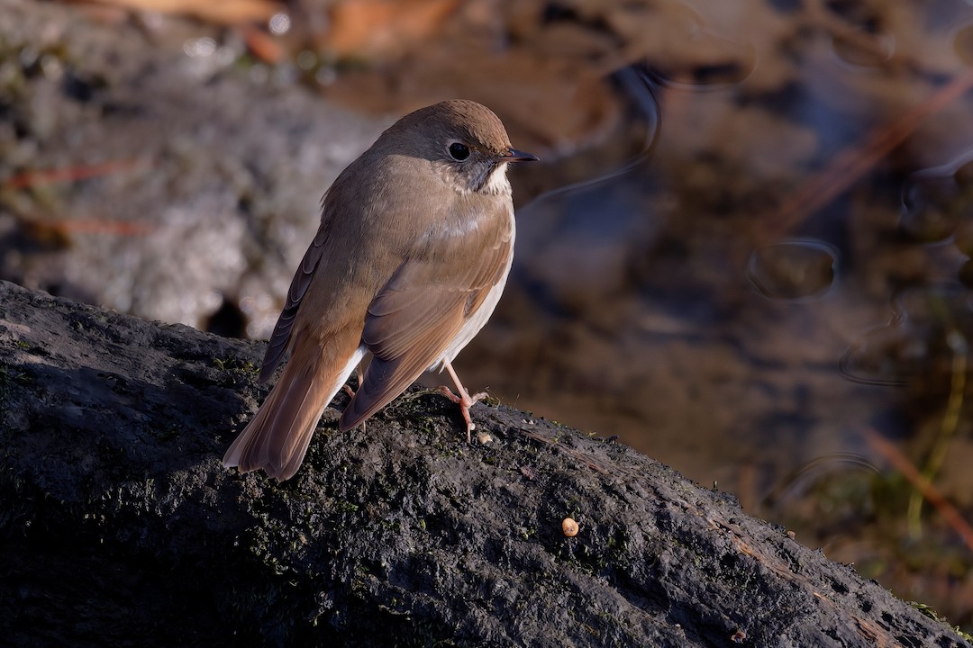 קיכלי חלוד-זנב - ML646225822