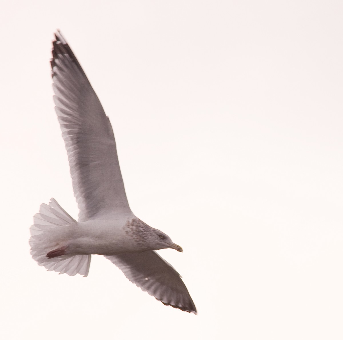 שחף מערבי - ML646225823