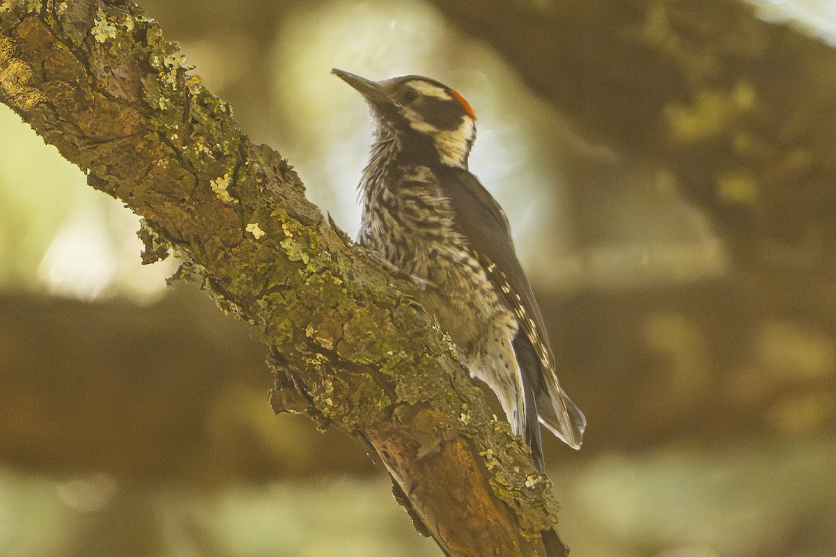 Strickland's Woodpecker - ML646225827