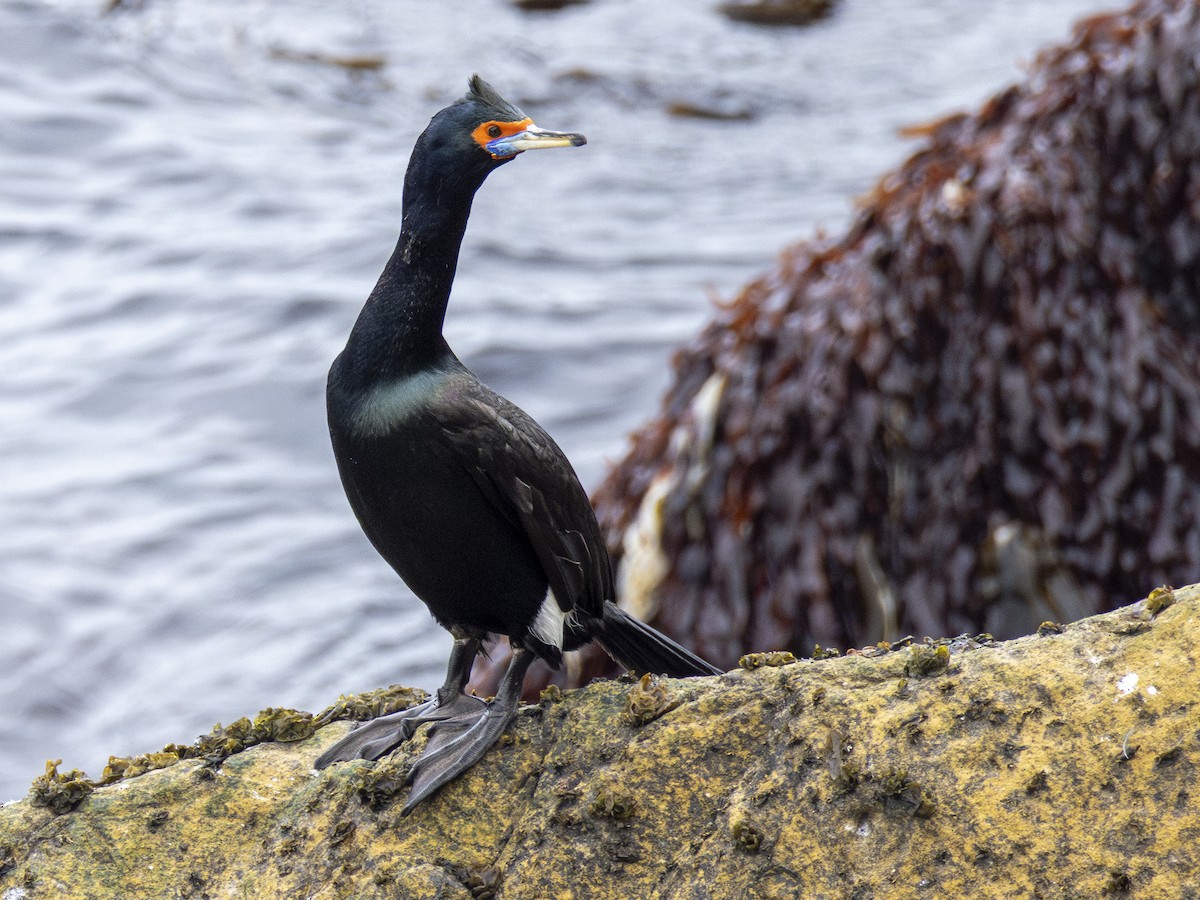 Cormoran à face rouge - ML646225829