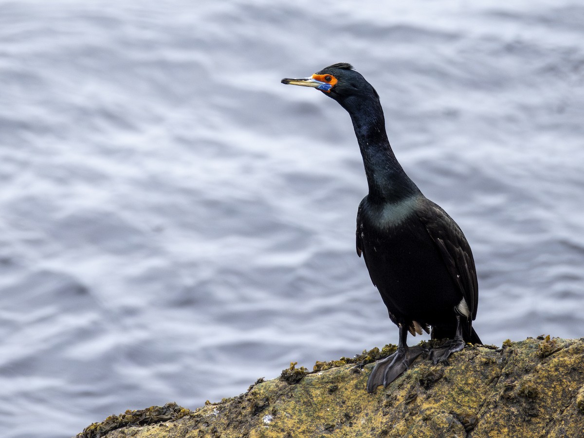 Cormoran à face rouge - ML646225830