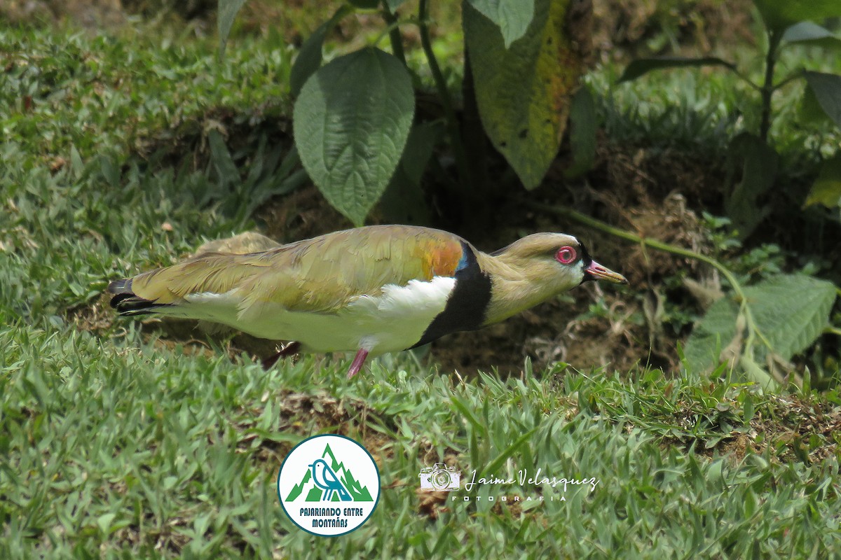 Vanneau téro - ML646225832