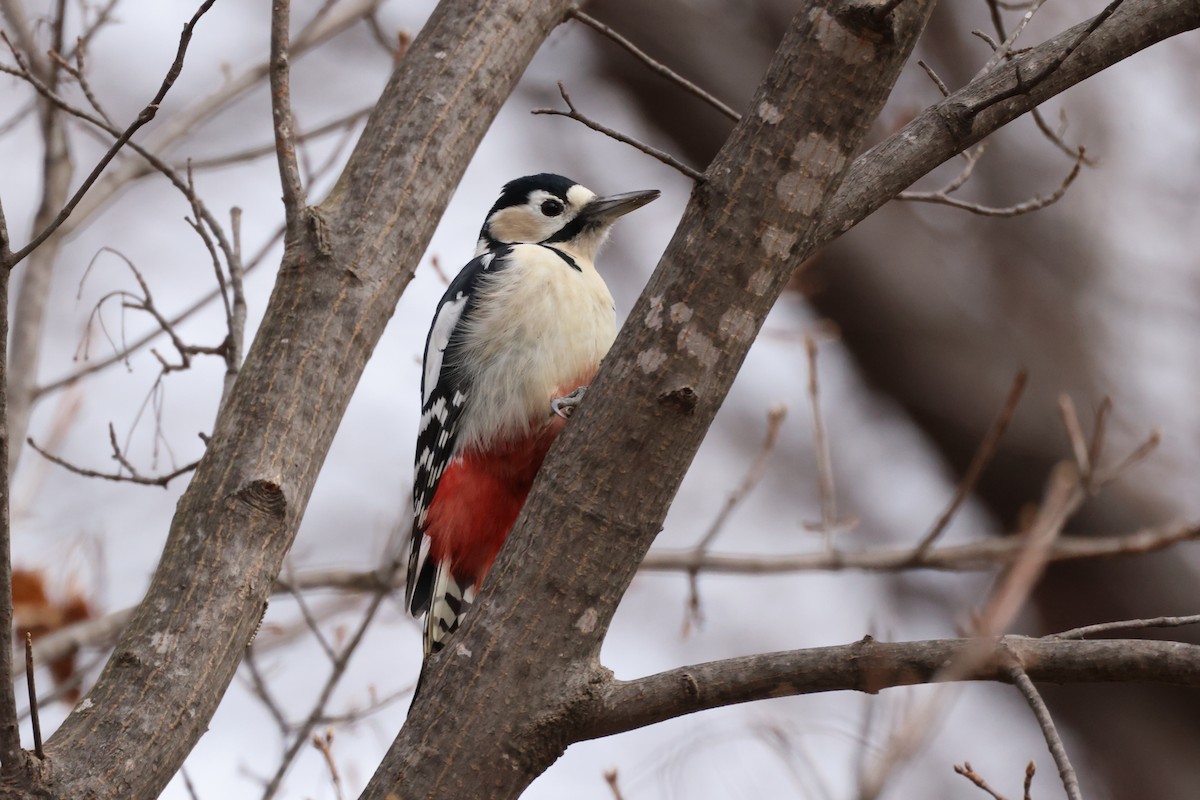 Pic épeiche - ML646225835