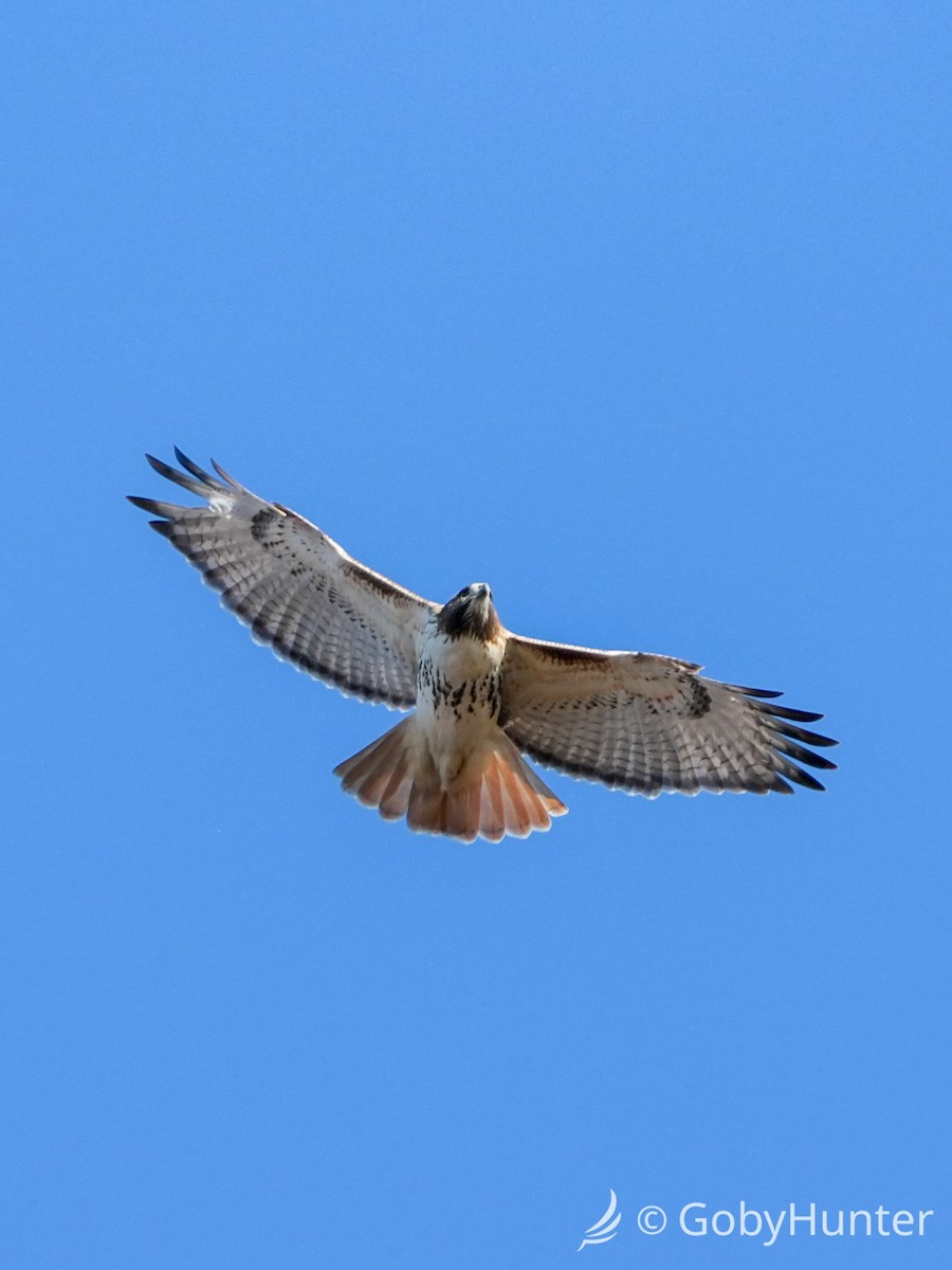 Buse à queue rousse - ML646225836