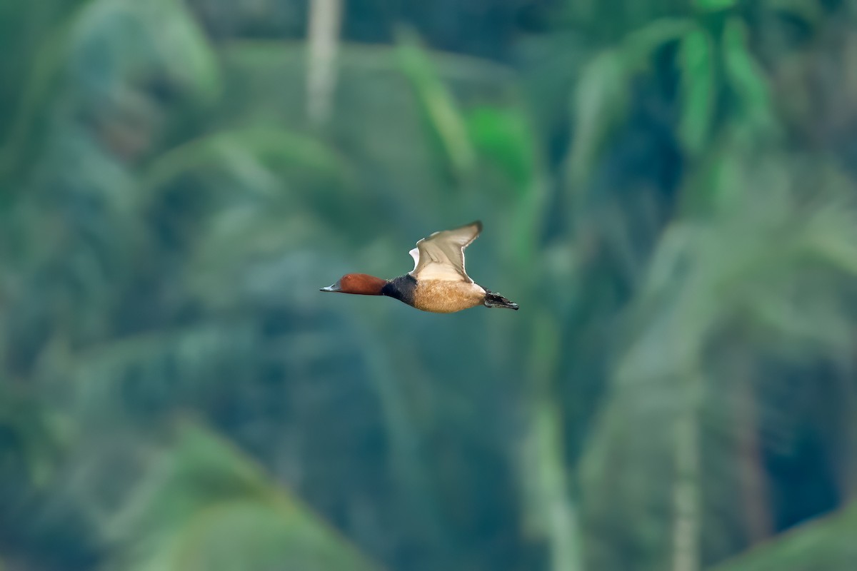 Fuligule milouin - ML646225838