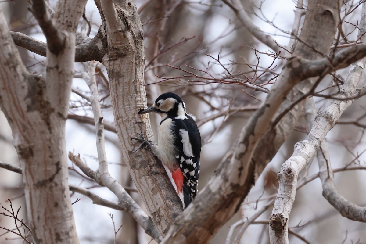 Pic épeiche - ML646225839