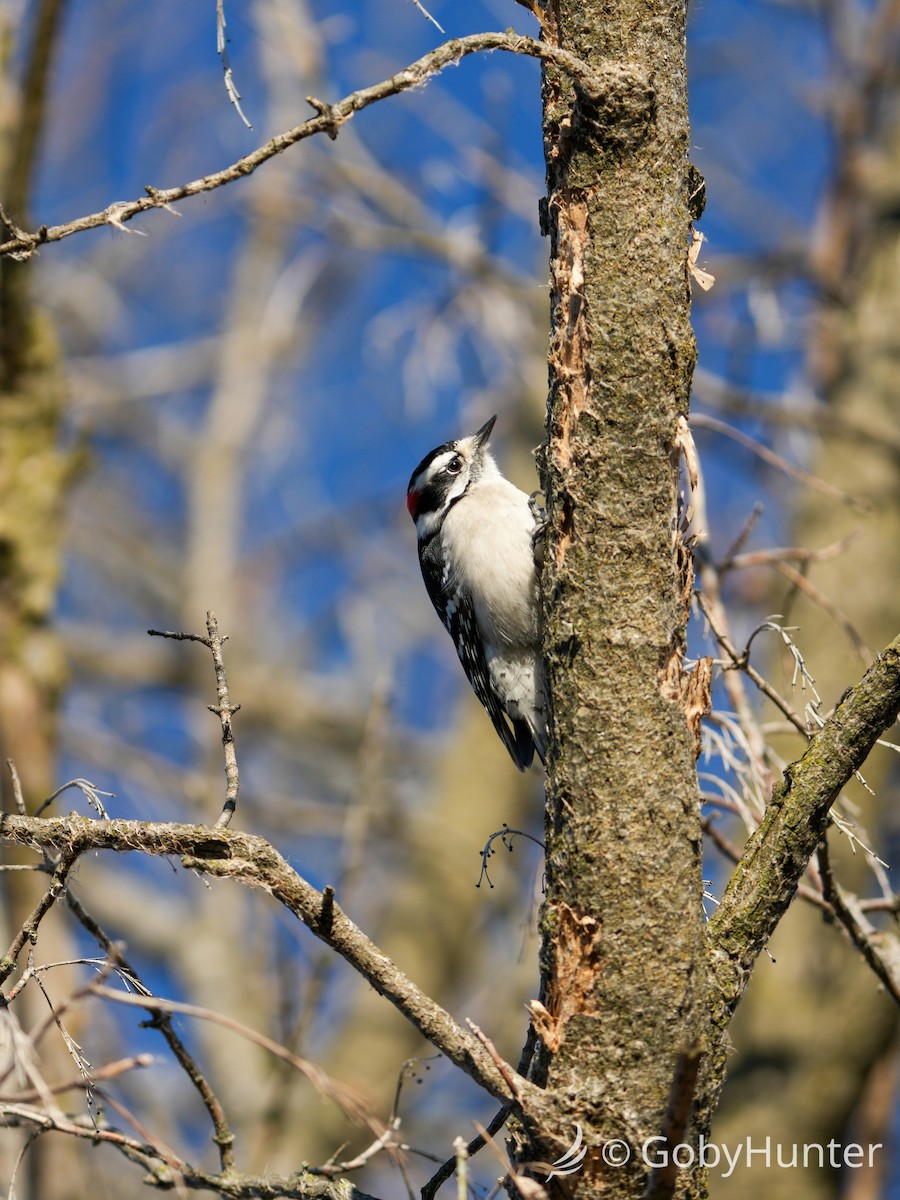 Pic mineur - ML646225842