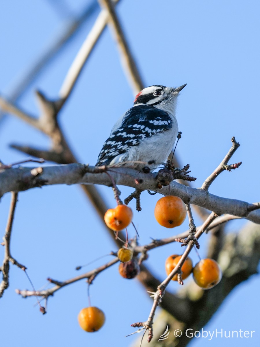 Pic mineur - ML646225843