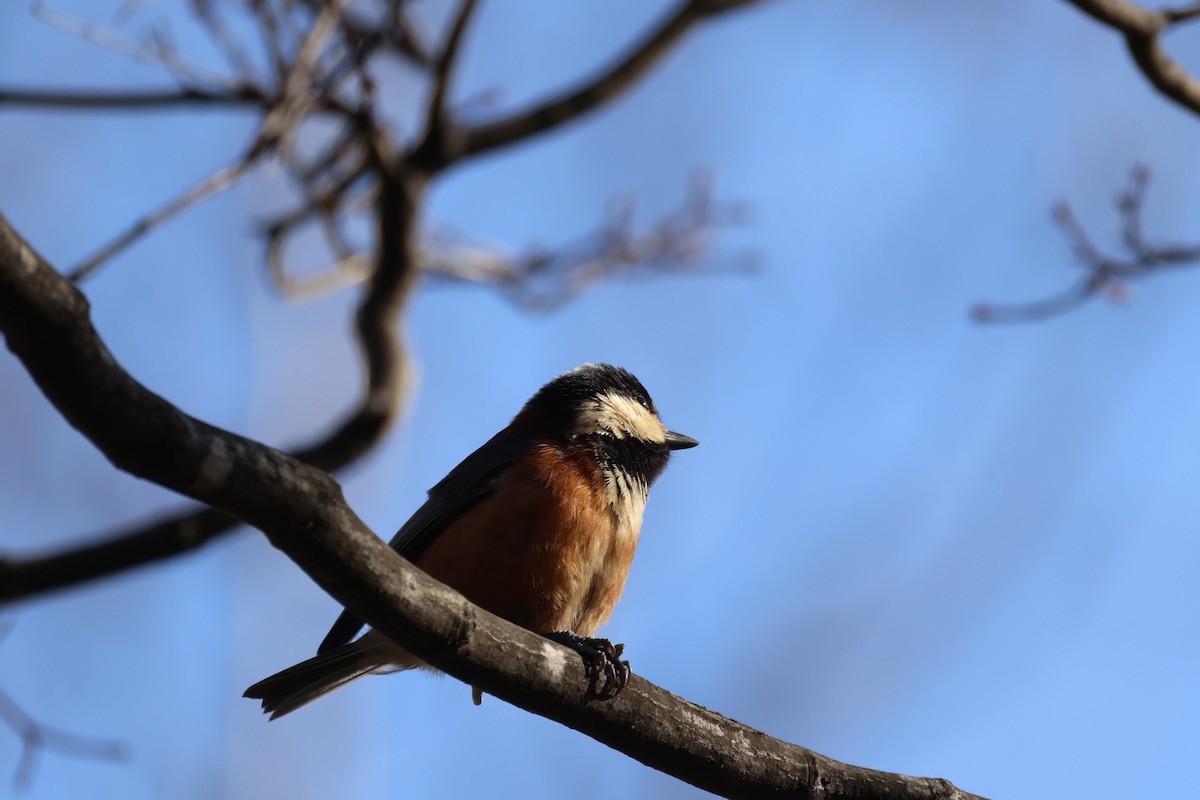 Mésange variée - ML646225845