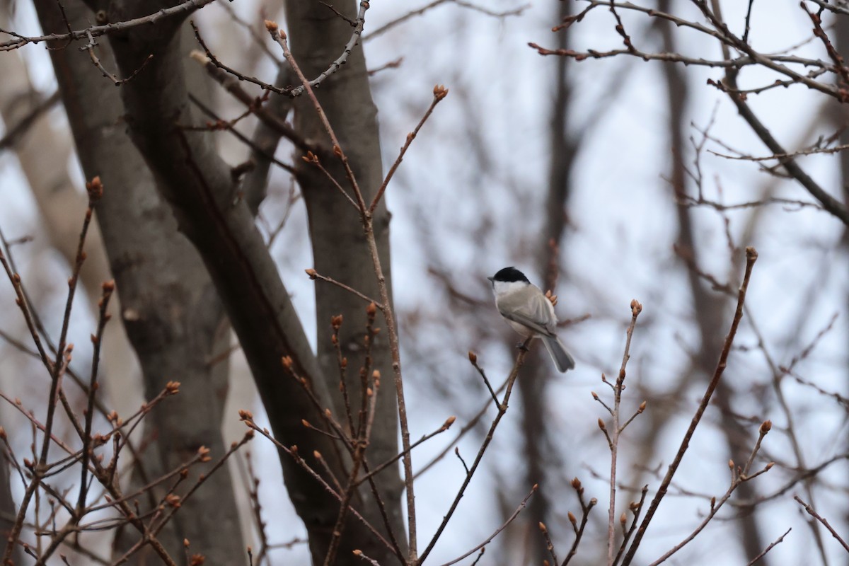 Mésange nonnette - ML646225847